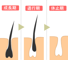 毛の成長過程